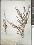 Polygonum douglasii Greene