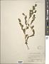 Polygonum erectum L.