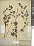 Polygonum erectum L.