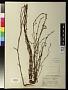 Polygonum flagelliforme Loisel.