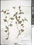 Polygonum sp.