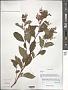 Polygonum sp.