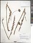 Polygonum sp.