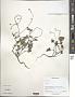 Polygonum sp.