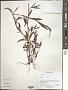 Polygonum sp.