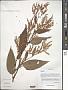 Polygonum sp.