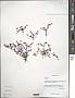 Polygonum sp.