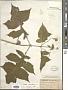Polymnia canadensis L.
