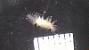 Polynoidae
