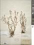 Polypremum procumbens L.