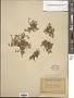 Polypremum procumbens L.