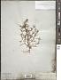 Polypremum procumbens L.