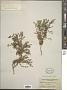 Polypremum procumbens L.