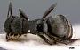 Polyrhachis (Hedomyrma) anguliceps