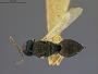 Polyscelis websteri