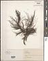 Polysiphonia sp.