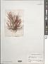 Polysiphonia sp.