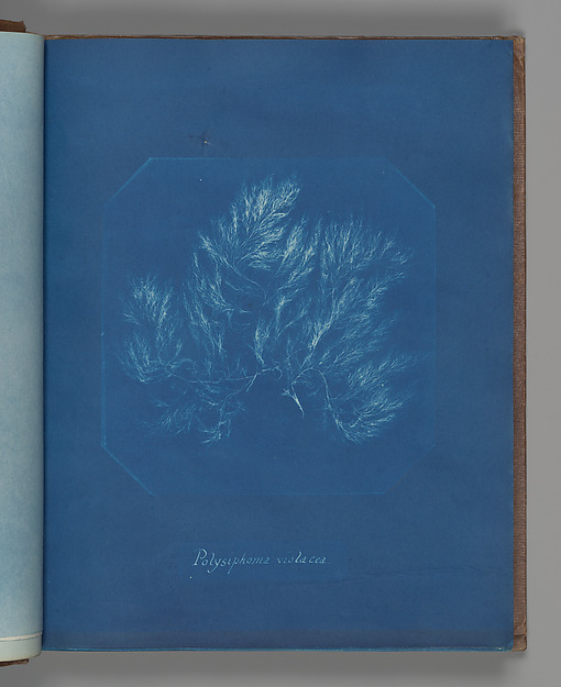 Polysiphonia violacea