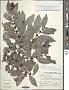 Polysphaeria multiflora Hiern