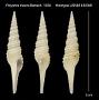 Polystira macra