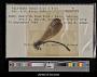 Polythore manua