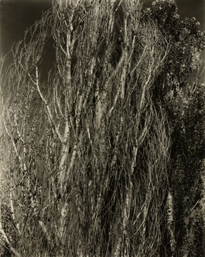 Poplars—Lake George
