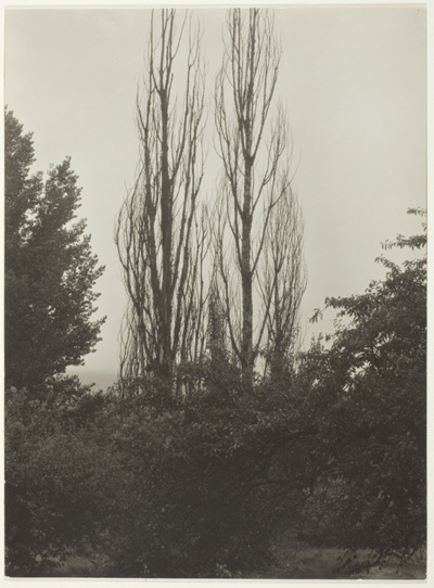Poplars - Lake George