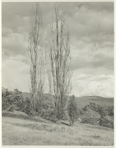 Poplars—Lake George