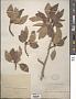 Populus angustifolia E. James