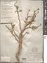 Populus euphratica Oliv.