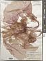 Porphyra sp.
