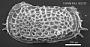 Poseidonamicus kerguelenensis