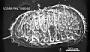 Poseidonamicus major Benson, 1972
