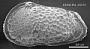 Poseidonamicus seminuda