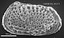 Poseidonamicus sp