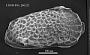 Poseidonamicus sp