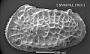 Poseidonamicus sp