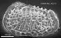 Poseidonamicus sp