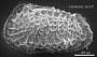Poseidonamicus sp
