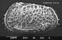 Poseidonamicus sp