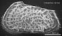 Poseidonamicus sp