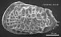 Poseidonamicus sp
