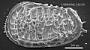 Poseidonamicus sp