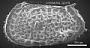 Poseidonamicus sp