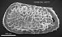 Poseidonamicus sp