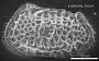 Poseidonamicus sp