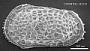 Poseidonamicus sp