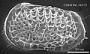 Poseidonamicus sp