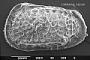 Poseidonamicus sp