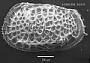 Poseidonamicus sp